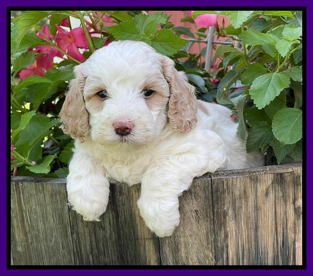 Oreo Benz pups 5 wks old 311