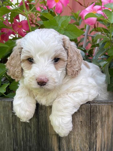 Oreo Benz pups 5 wks old 331