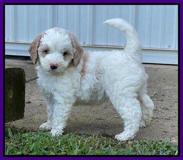 Oreo Benz pups 6 wks old 201