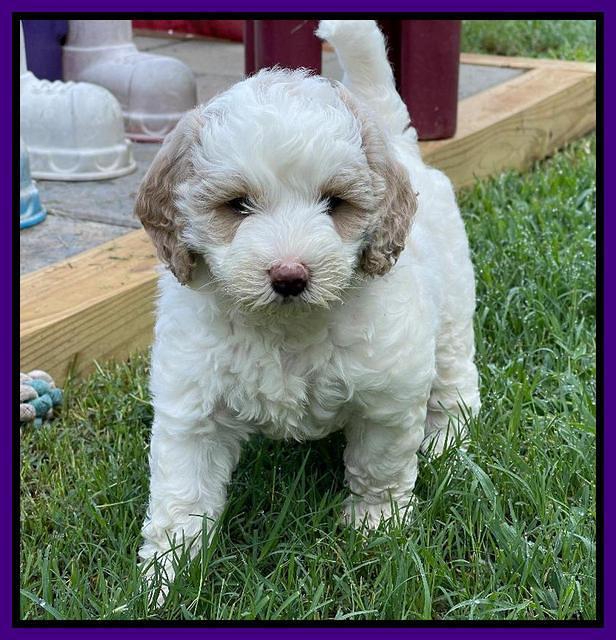 Oreo Benz pups 6 wks old 211