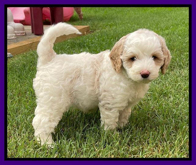 Oreo Benz pups 6 wks old 221