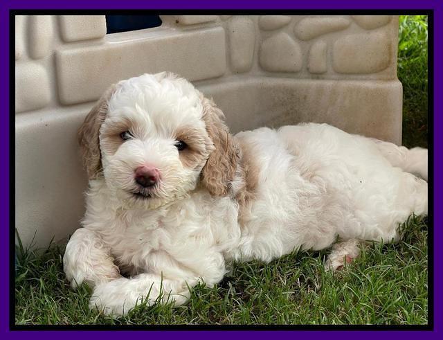 Oreo Benz pups 6 wks old 231