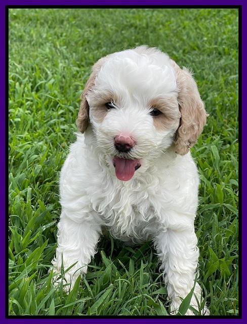 Oreo Benz pups 6 wks old 241