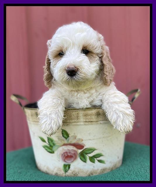 Oreo Benz pups 7 wks old 221