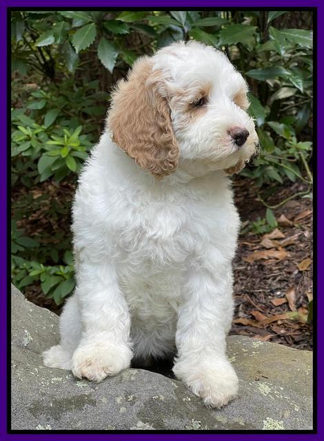 Oreo Benz pups 8 wks old 211