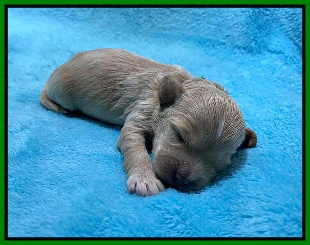 Oreo Benz One week old 61