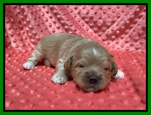 Oreo Benz pups 2 wks old 1 14