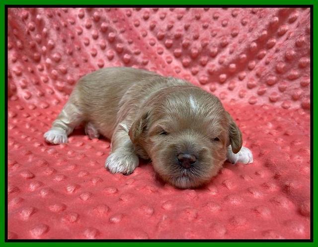 Oreo Benz pups 2 wks old 1 15