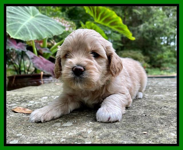 Oreo Benz pups 4 wks old 201