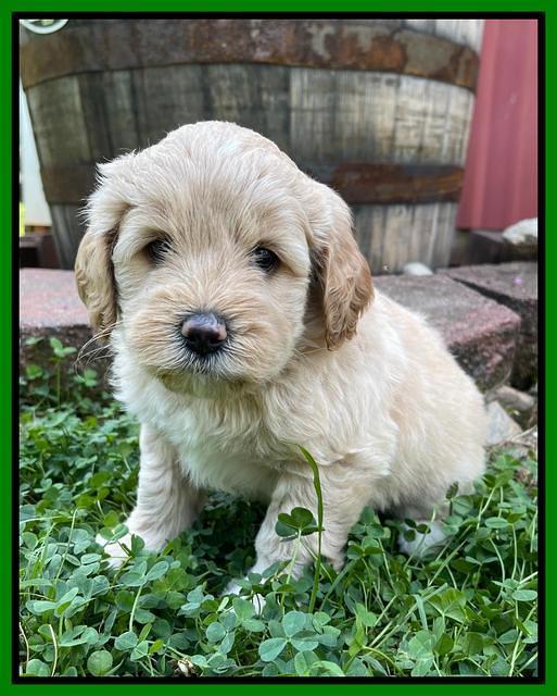Oreo Benz pups 5 wks old 221