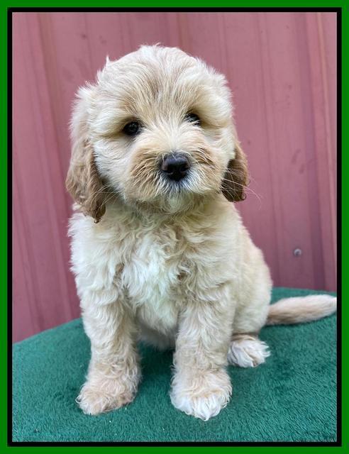 Oreo Benz pups 7 wks old 271