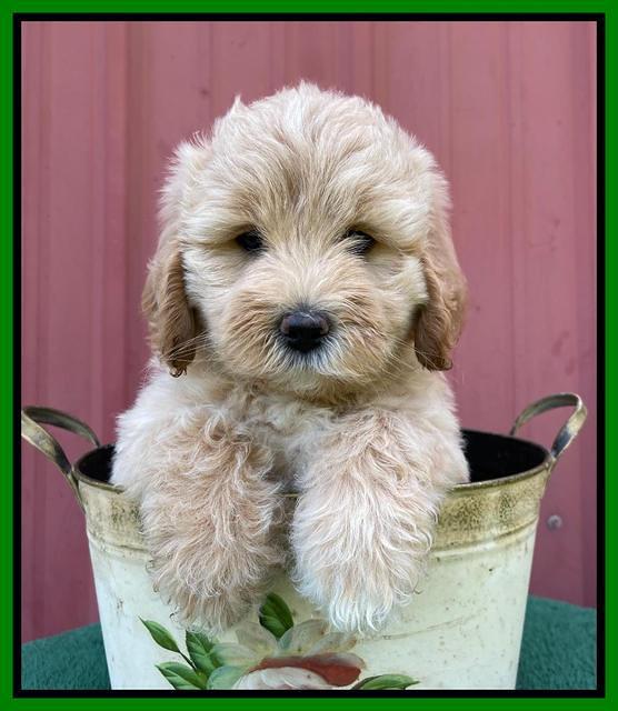 Oreo Benz pups 7 wks old 281
