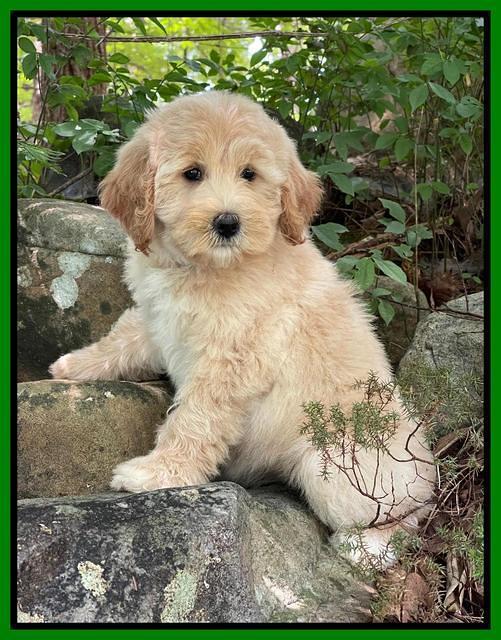 Oreo Benz pups 8 wks old 3222