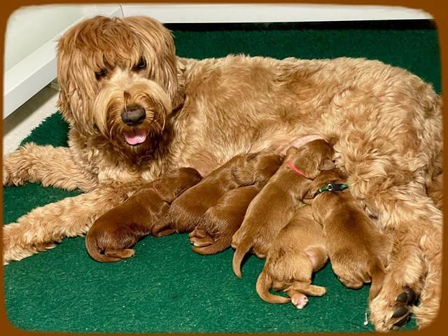 Haven Bayou pups 1 week old group 3
