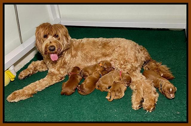 Haven Bayou pups 1 week old group 5