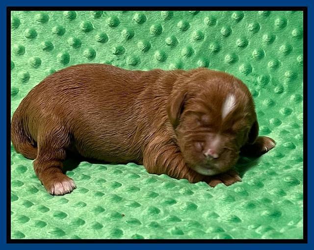Haven Bayou pups 1 week old 11
