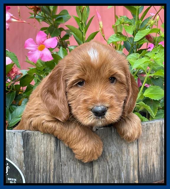 Haven Bayou pups 5 wks old 21