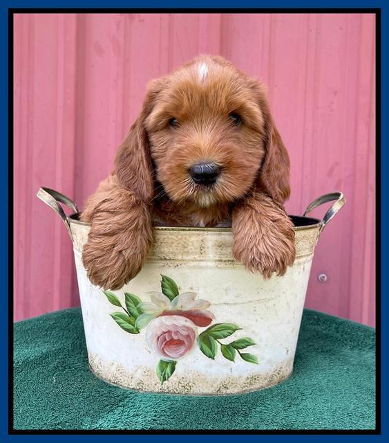 Haven Bayou pups 6 wks old 11