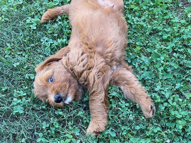 Haven Bayou pups 7 weeks old 21