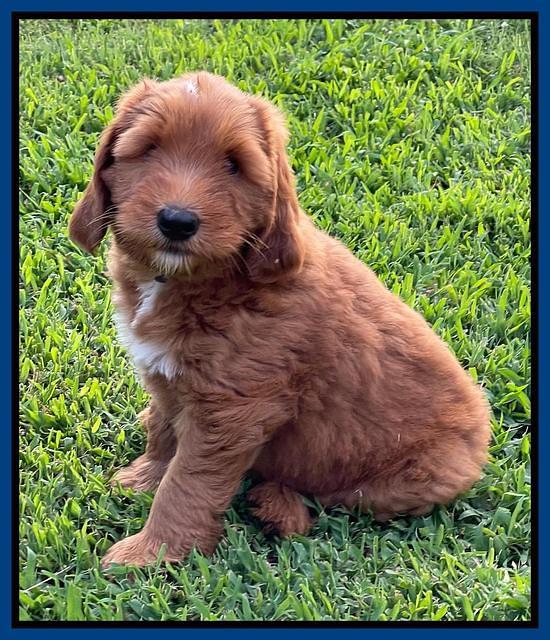 Haven Bayou pups 7 wks old 11