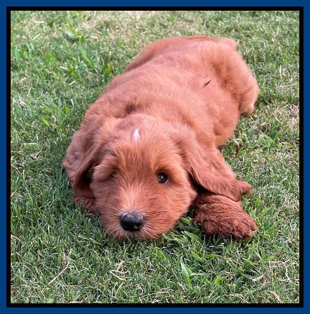 Haven Bayou pups 7 wks old 31