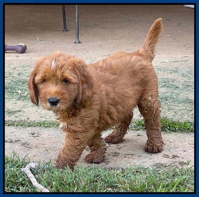 Haven Bayou pups 7 wks old 41
