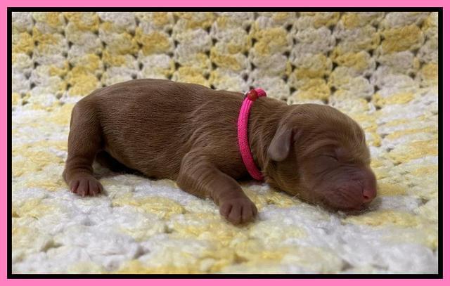 Haven Bayou Newborn pics 121