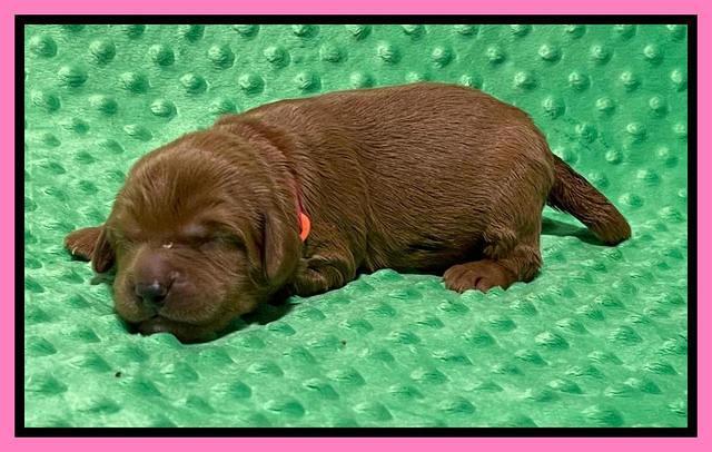 Haven Bayou pups 1 week old 21