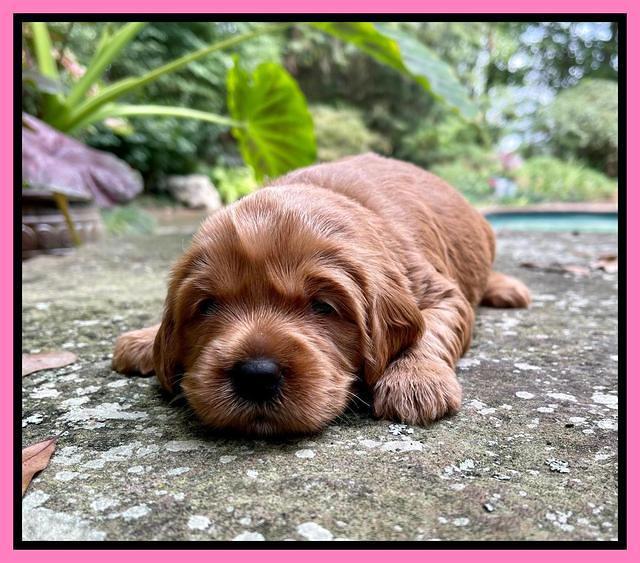Haven Bayou pups 3 wks old 61