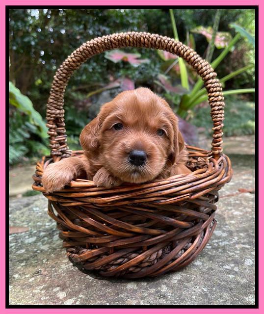 Haven Bayou pups 3 wks old 71