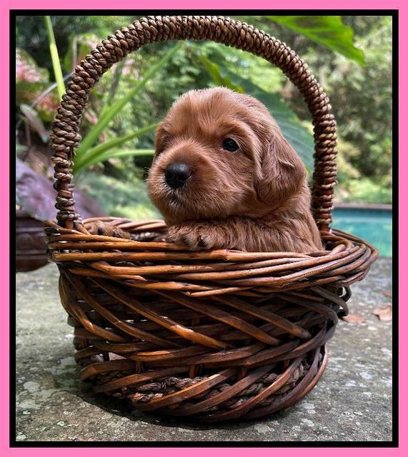 Haven Bayou pups 3 wks old 81