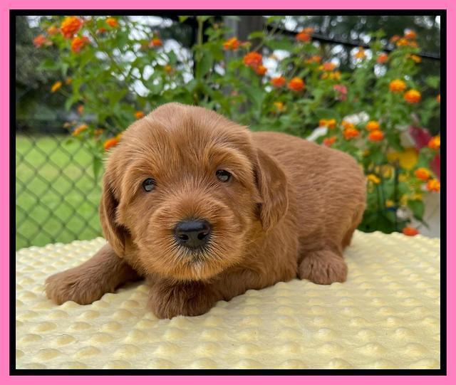 Haven Bayou pups 4 wks old 61