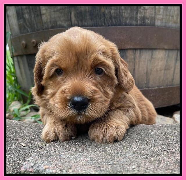 Haven Bayou pups 4 wks old 71