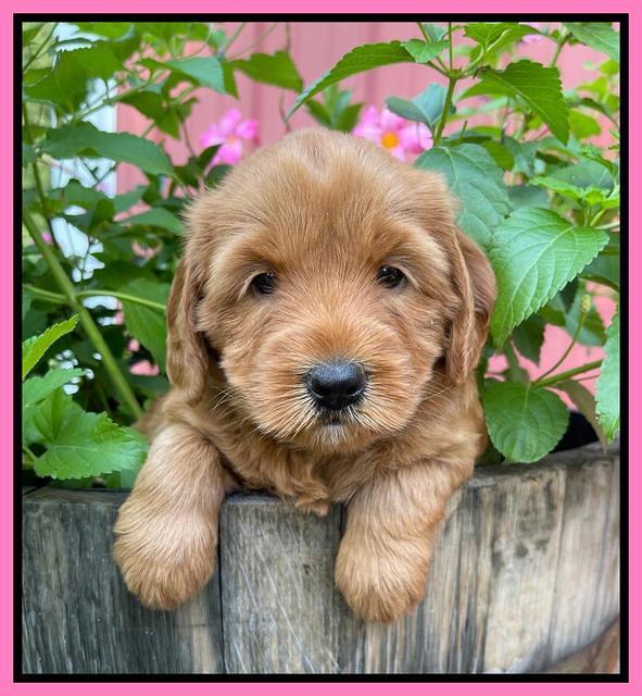 Haven Bayou pups 5 wks old 51