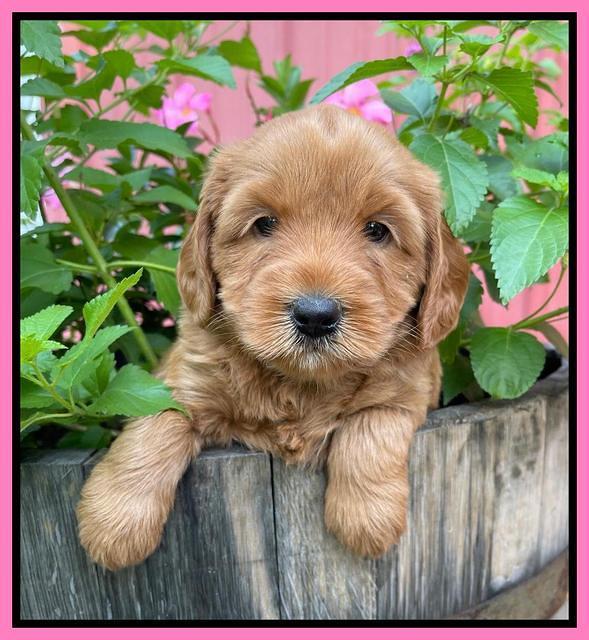 Haven Bayou pups 5 wks old 71