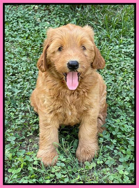 Haven Bayou pups 7 weeks old 71