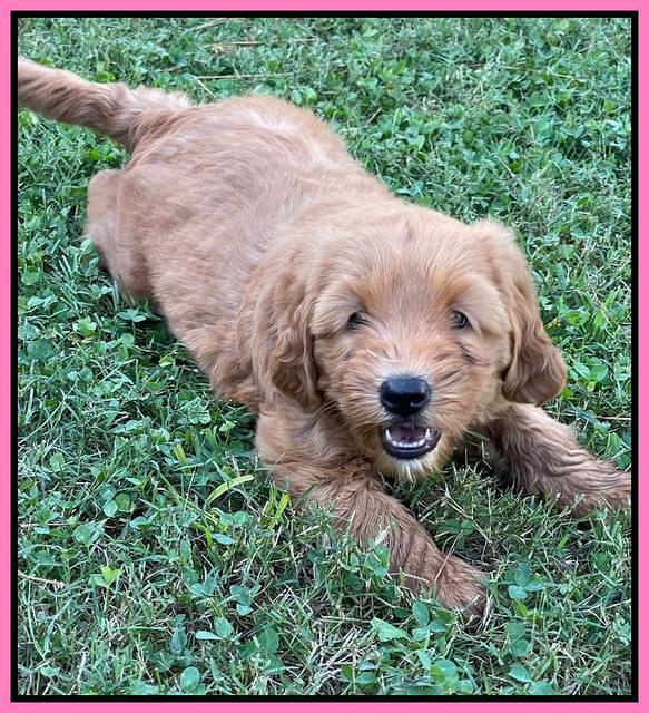 Haven Bayou pups 7 wks old 61