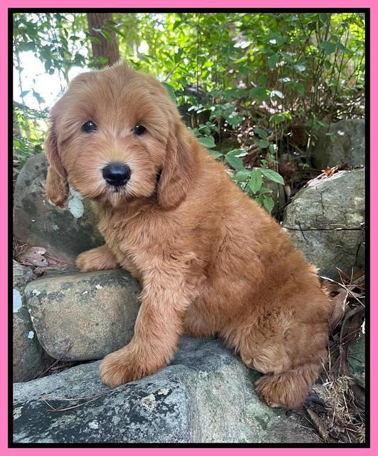 Haven Bayou pups 8 wks old 53000