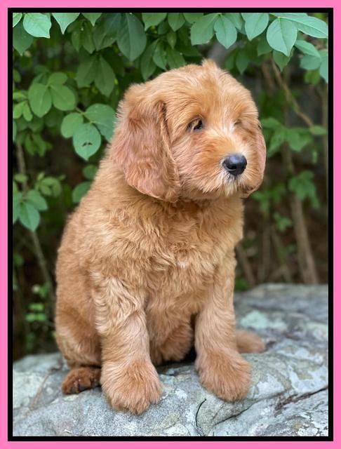 Haven Bayou pups 8 wks old 83000