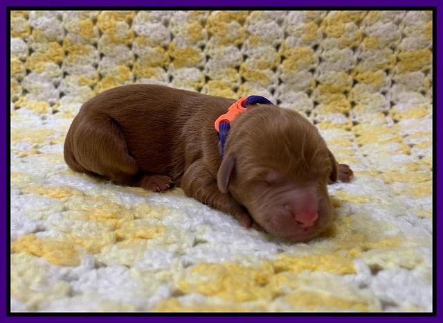 Haven Bayou Newborn pics 141