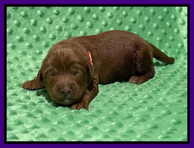 Haven Bayou pups 1 week old 41