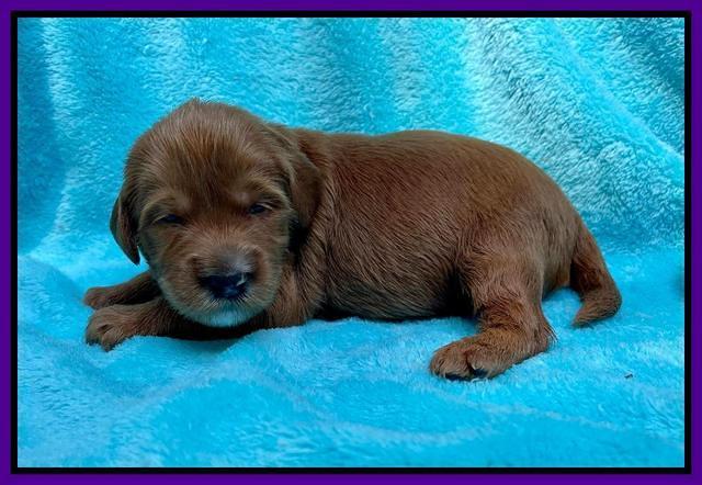 Haven Bayou pups 2 wks old 71