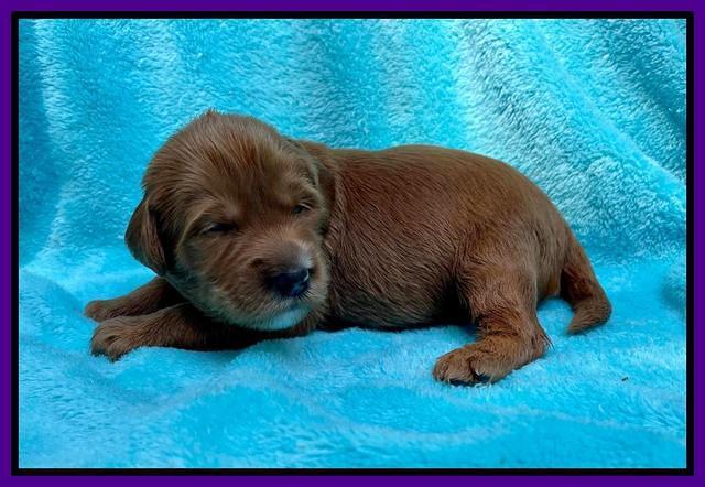 Haven Bayou pups 2 wks old 81