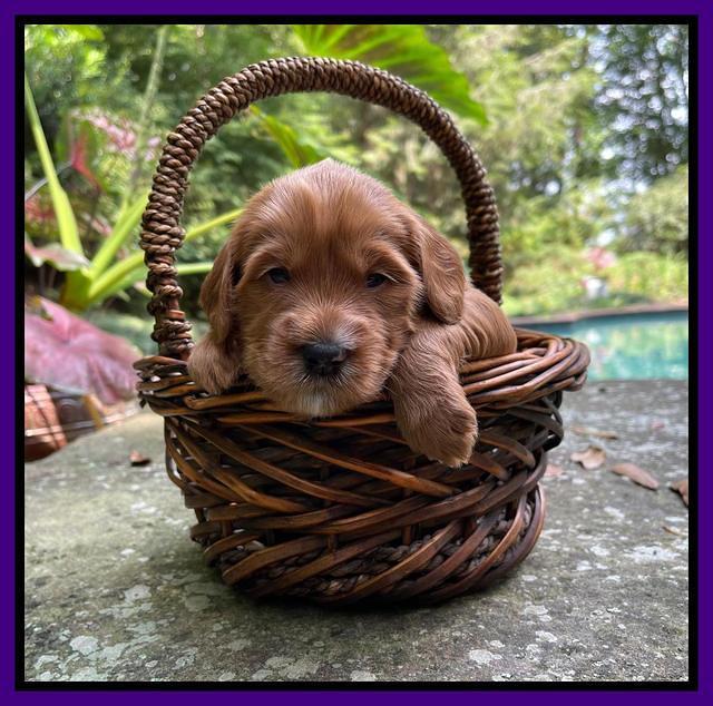 Haven Bayou pups 3 wks old 101