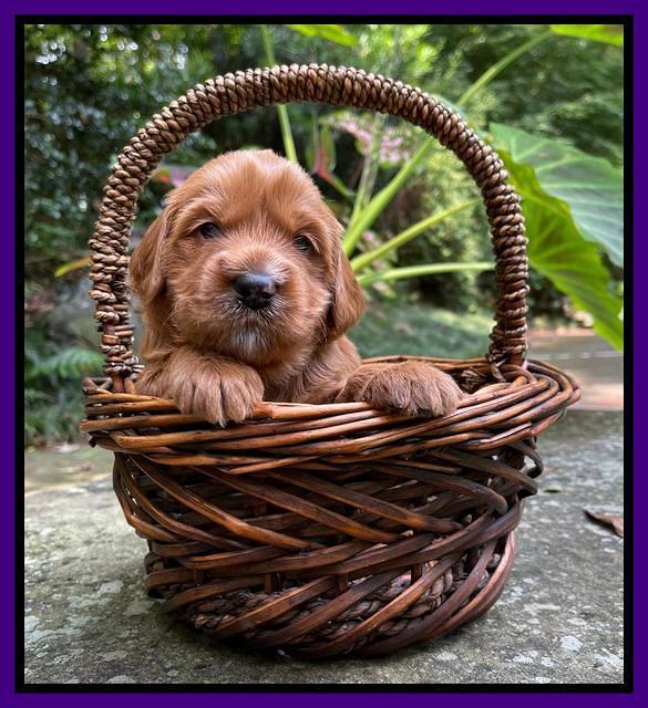 Haven Bayou pups 3 wks old 111