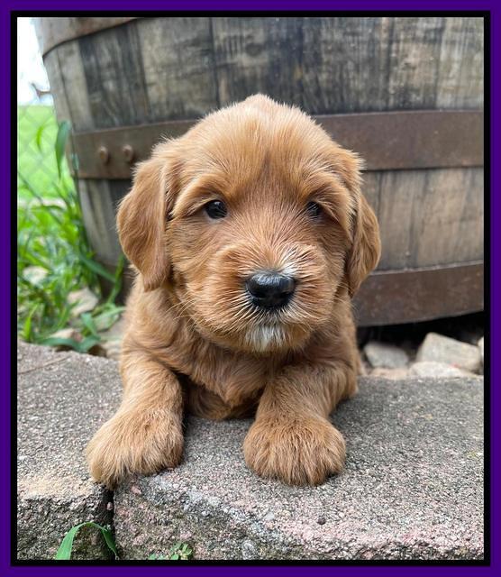 Haven Bayou pups 4 wks old 131