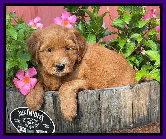 Haven Bayou pups 5 wks old 101