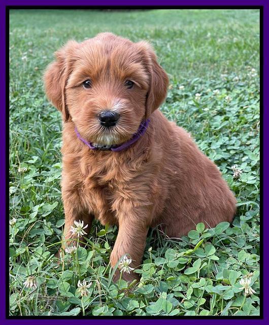 Haven Bayou pups 5 wks old 111