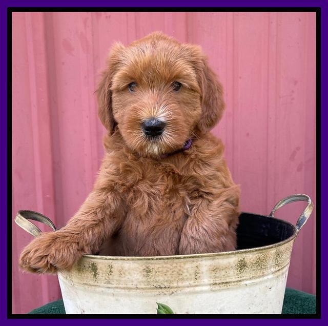 Haven Bayou pups 6 wks old 131