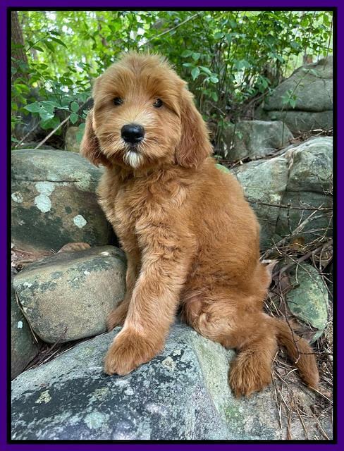 Haven Bayou pups 8 wks old 10!100